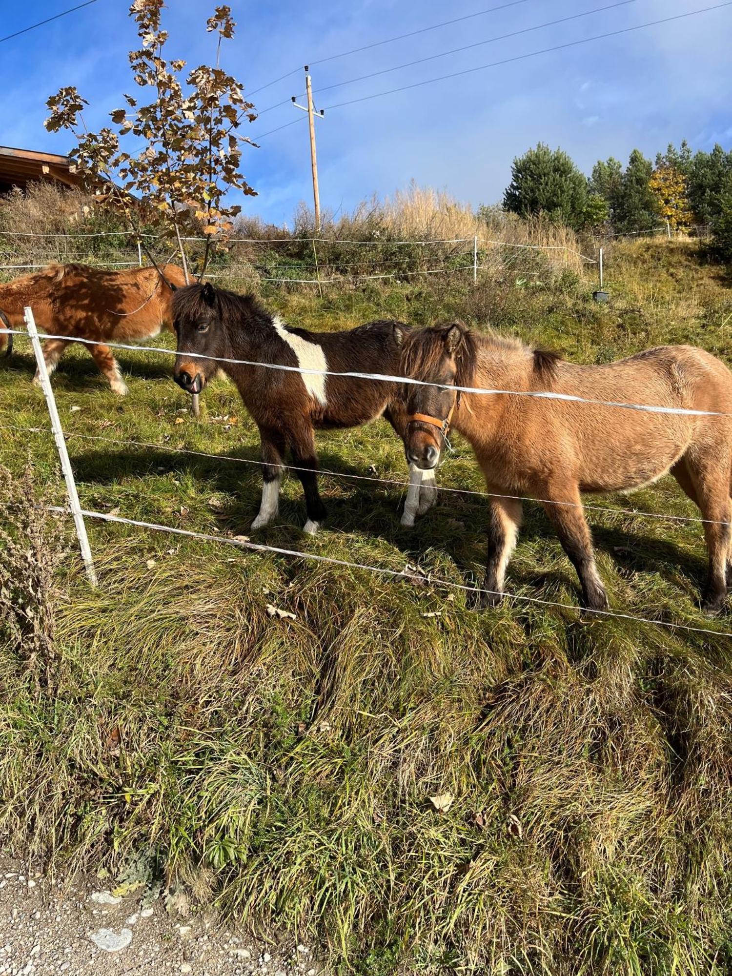 Meilerhof Reith bei Seefeld Εξωτερικό φωτογραφία
